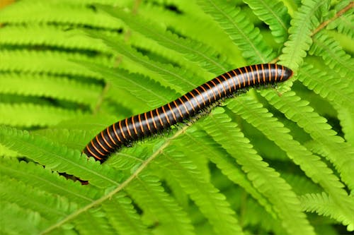 Brown and Black Millipede on Green Leaf