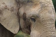 Close Up Photo of Elephant