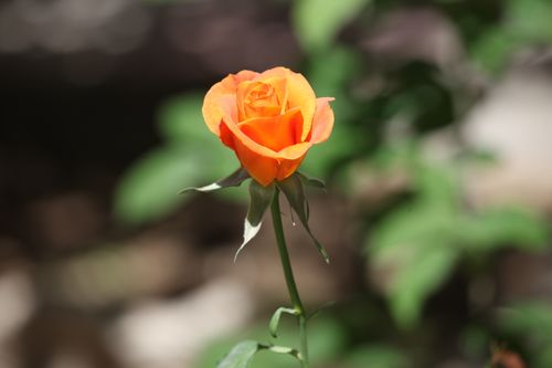 Free A stunning close-up of a vibrant orange rose in full bloom, outdoors. Stock Photo