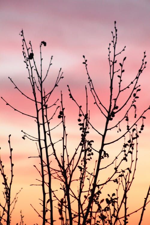 Kostenloses Stock Foto zu abend, Äste, knospung