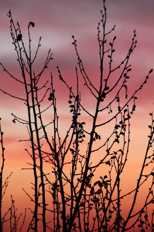 Free Silhouette of bare tree branches with a stunning sunset sky in the background. Stock Photo