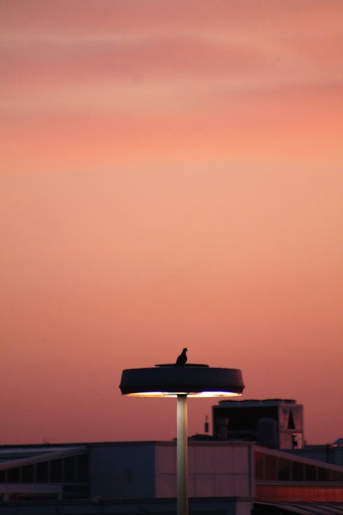 A Bird Perched on a Lamp Post