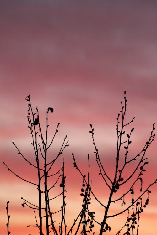 Silhouetted Tree Branches Against a Pink Sky 