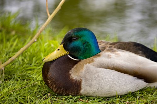 Free Close-up of a mallard duck resting on the grass near a pond, showcasing its colorful plumage. Stock Photo