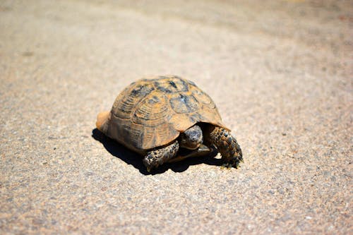 Brown Tortoise Crawling on Concrete Floor