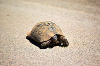 Brown and Black Turtle on White Sand