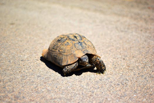Tortoise on a sunlit surface, showcasing its detailed shell and natural habitat.