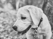 Grayscale Photo of Dog With Black and White Polka Dot Collar
