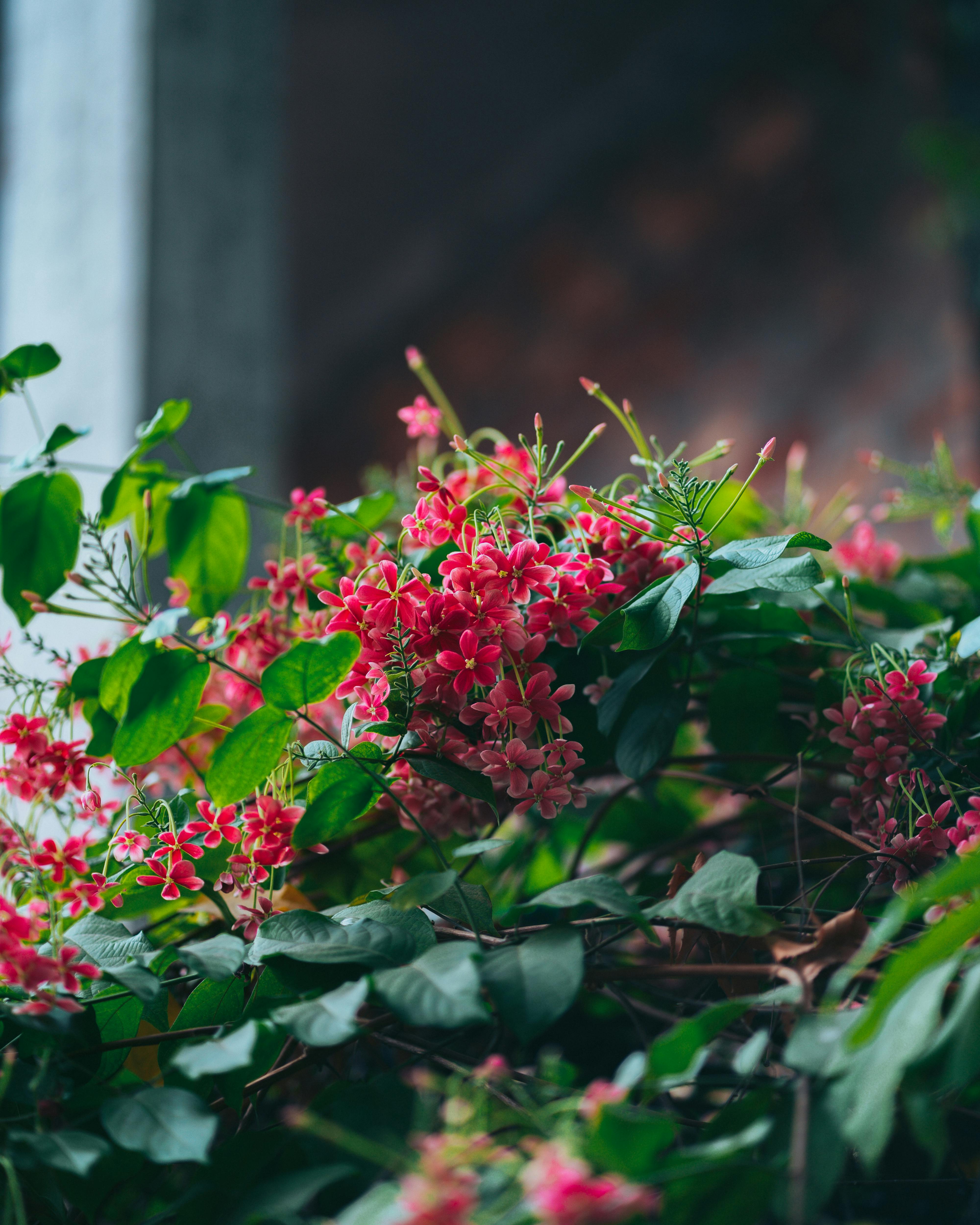 Pink Wilting Flower in a Black Vase · Free Stock Photo