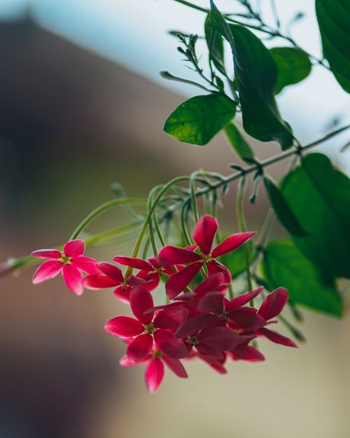 Free Close-up of vibrant Rangoon creeper flowers with lush green leaves, showcasing nature's delicate beauty. Stock Photo