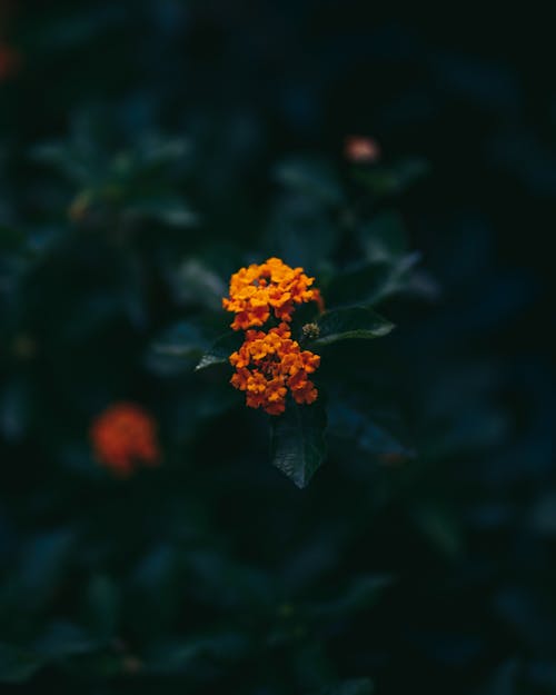 Bezpłatne Darmowe zdjęcie z galerii z kwiat, lantana, liście Zdjęcie z galerii