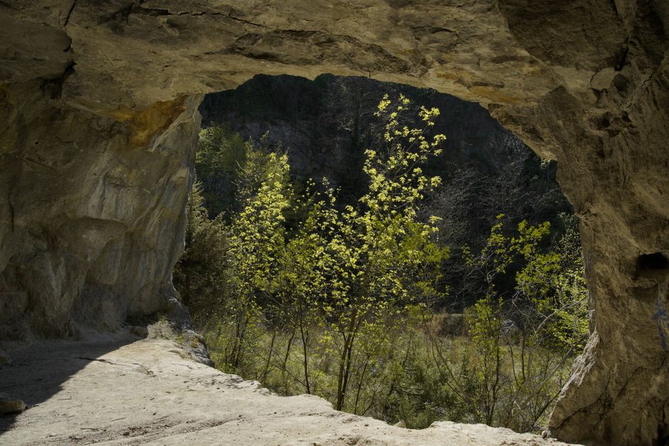 Explore a stunning view of a green forest from inside a rocky cave in daylight.