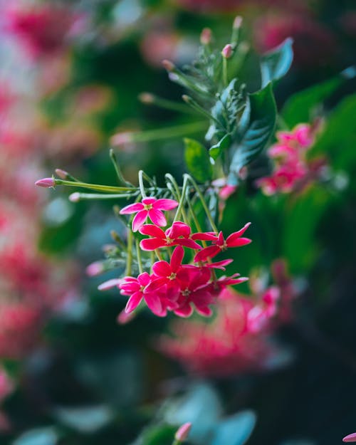 bitki, çiçeklenmek, dikey atış içeren Ücretsiz stok fotoğraf