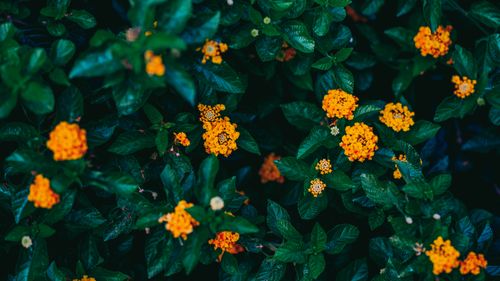 Free Close-up of vibrant yellow lantana flowers surrounded by lush green leaves in a garden setting. Stock Photo