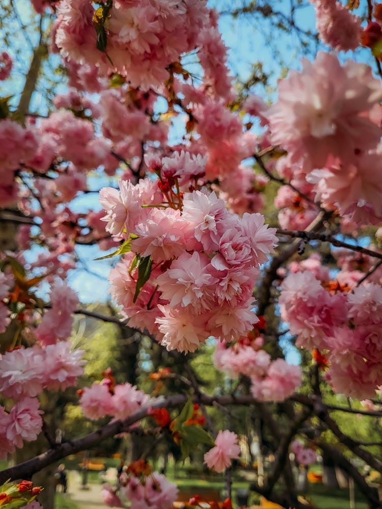 Pink Japanese Cherry Flowers In Bloom