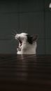 White Cat Yawning