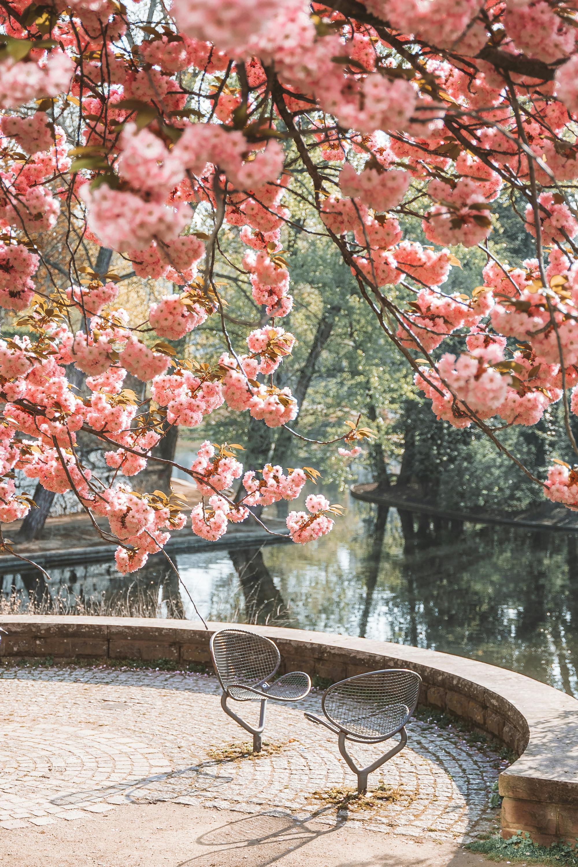 Two chairs under cherry blossoms near a reflecting pond in a peaceful park setting.