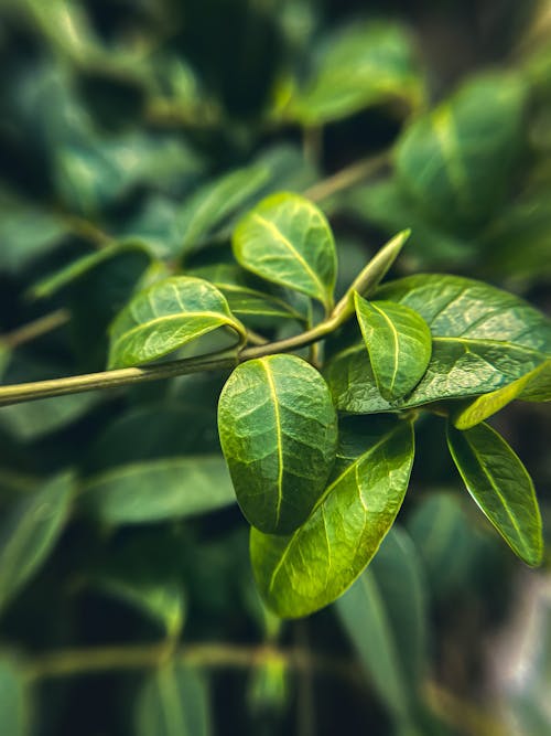 Close Up Photo of Green Leaves