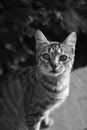 Grayscale Photo of Tabby Cat