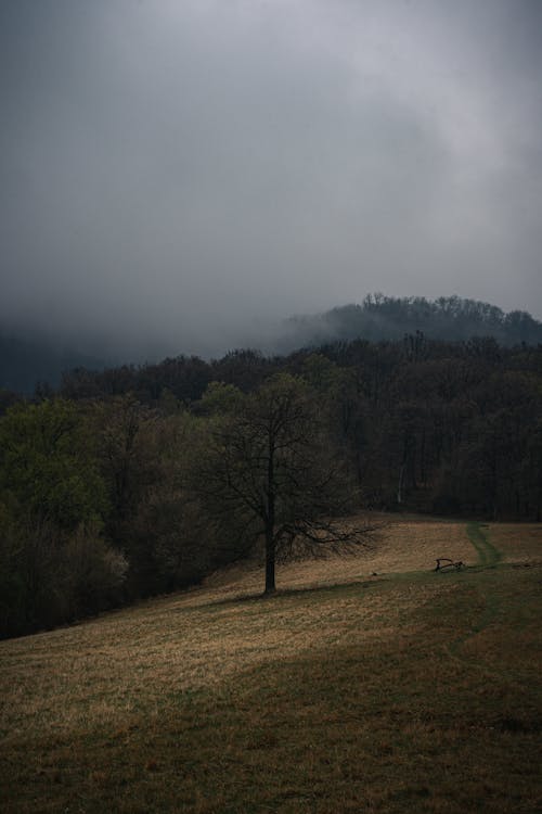 垂直拍攝, 有霧, 森林 的 免費圖庫相片
