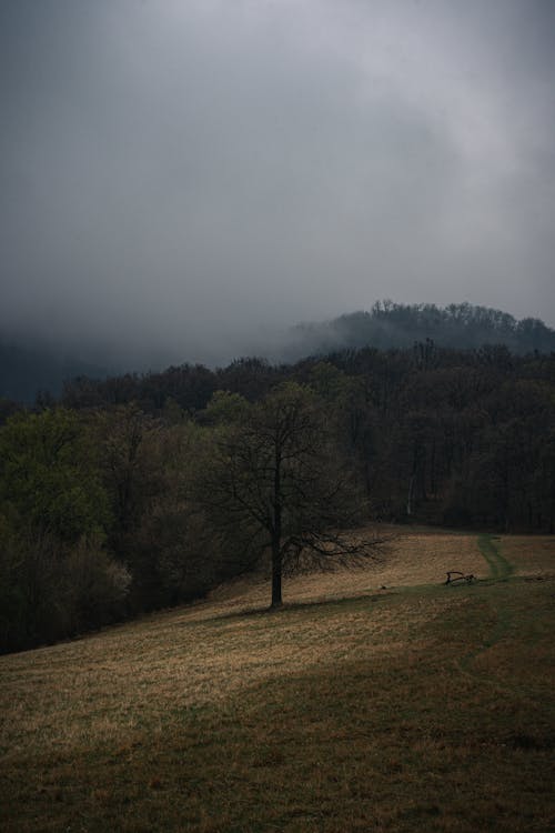 Thick Fog Covering the Forest Trees 