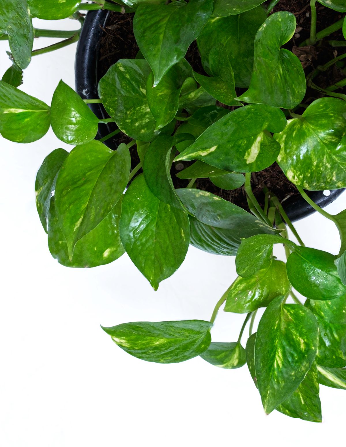 Close-up of vibrant golden pothos (Epipremnum aureum) leaves in a black pot against white background.