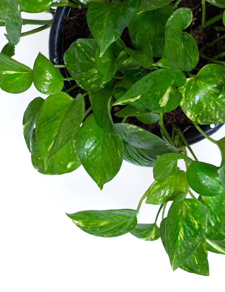 Golden Pothos In Black Pot