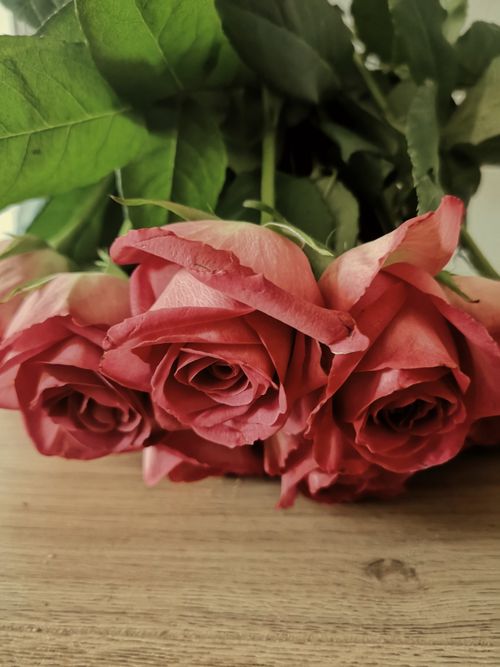 Free Elegant close-up of pink roses with green leaves on a wooden table. Stock Photo