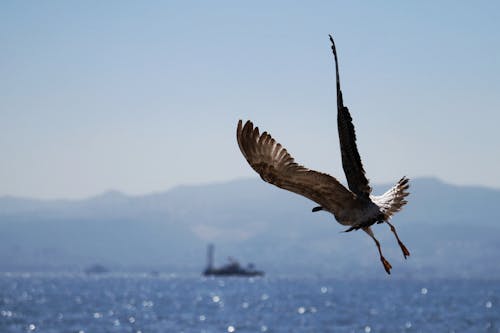 Free Brown Bird Flying over the Sea Stock Photo