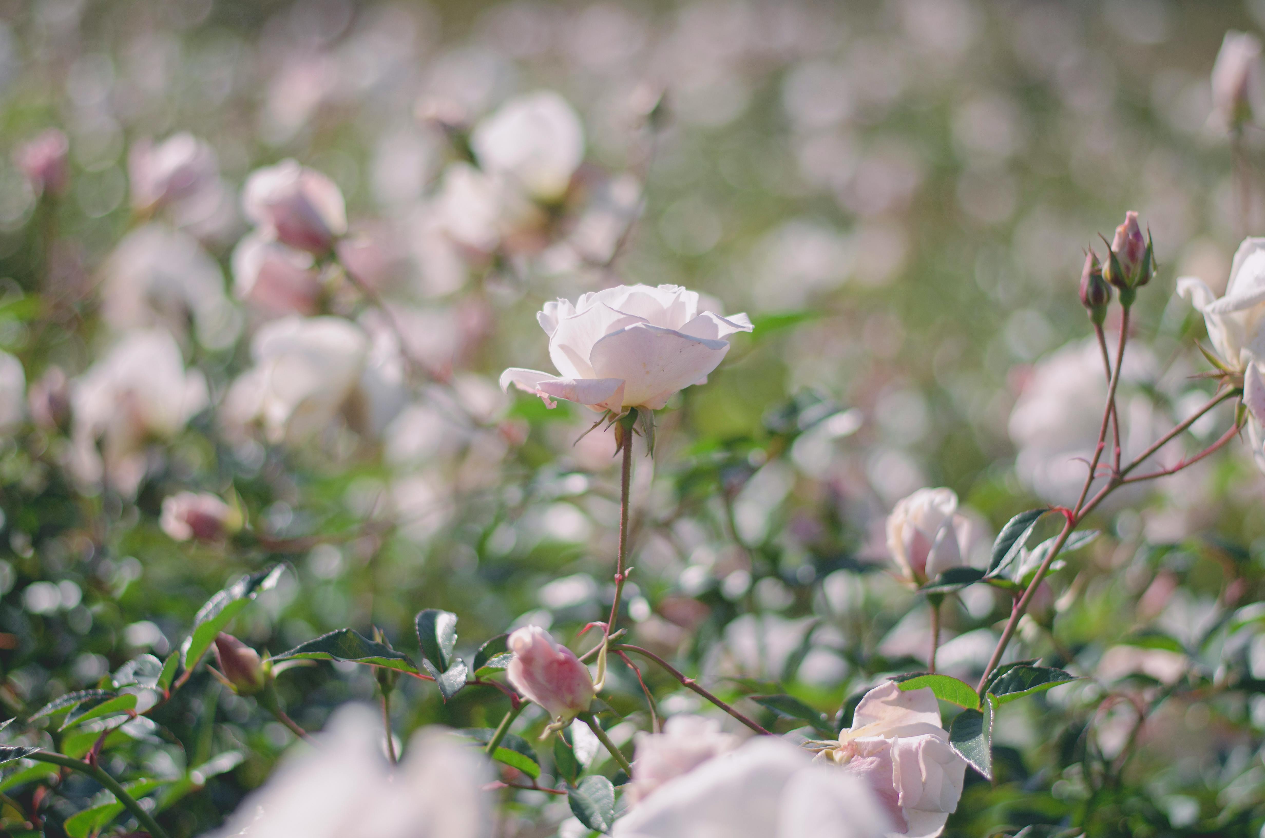 A mesmerizing close-up of pink roses blooming in a vibrant garden, capturing nature's serenity.