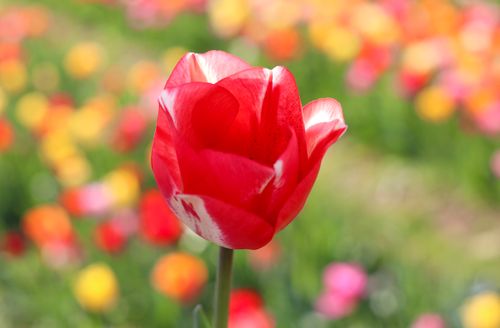 Free Close-up of a vivid red tulip in a colorful garden during springtime, showcasing natural beauty. Stock Photo