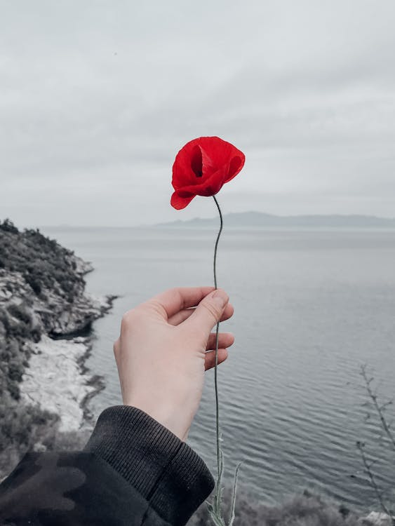 Free Person Holding Red Rose Near Body of Water Stock Photo