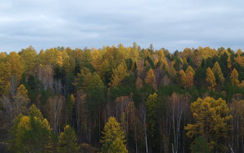 Základová fotografie zdarma na téma barvy, čisté nebe, les