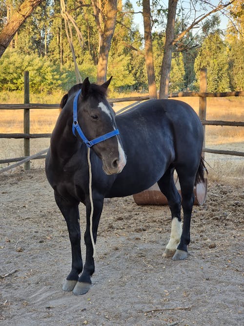 Foto profissional grátis de animal, cavalo, criação de gado