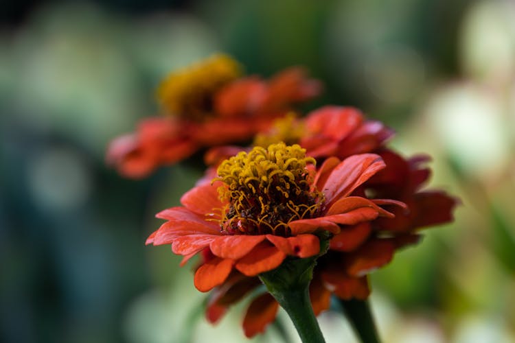 Close Up Photo Of Zinnia