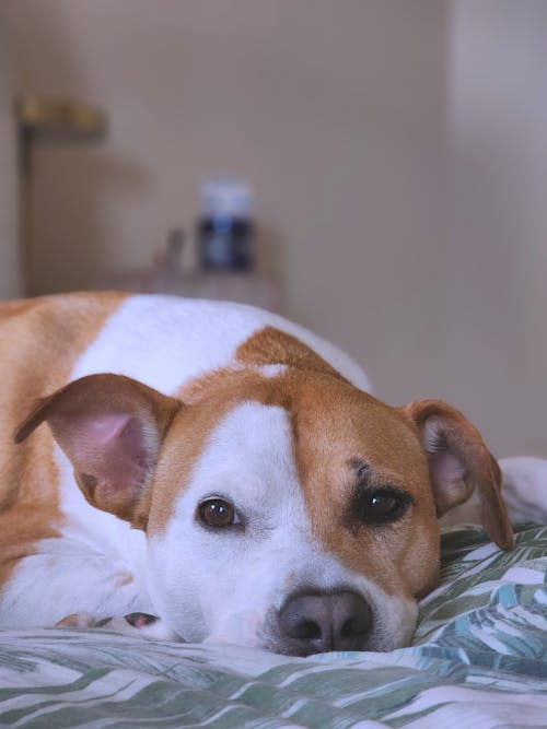 Free Brown and White Dog Lying on the Bed Stock Photo