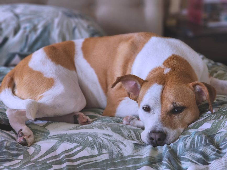 Dog Diarrhea: Causes, Colors, and When to Worry
