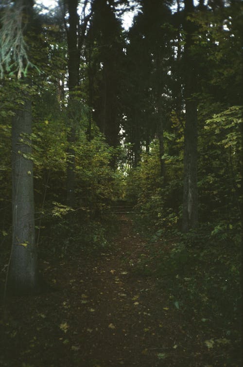 Бесплатное стоковое фото с autumn, forest, вертикальный выстрел