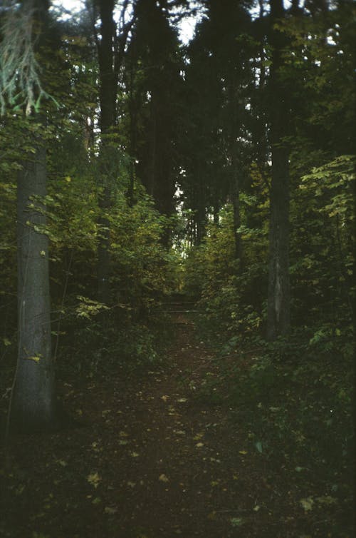 Green Trees in the Middle of Forest