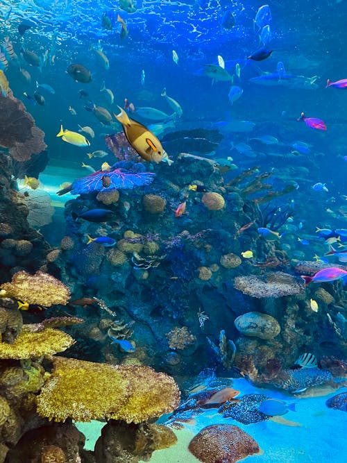 Gratuit Imagine de stoc gratuită din acvariu, adânc, animale acvatice Fotografie de stoc