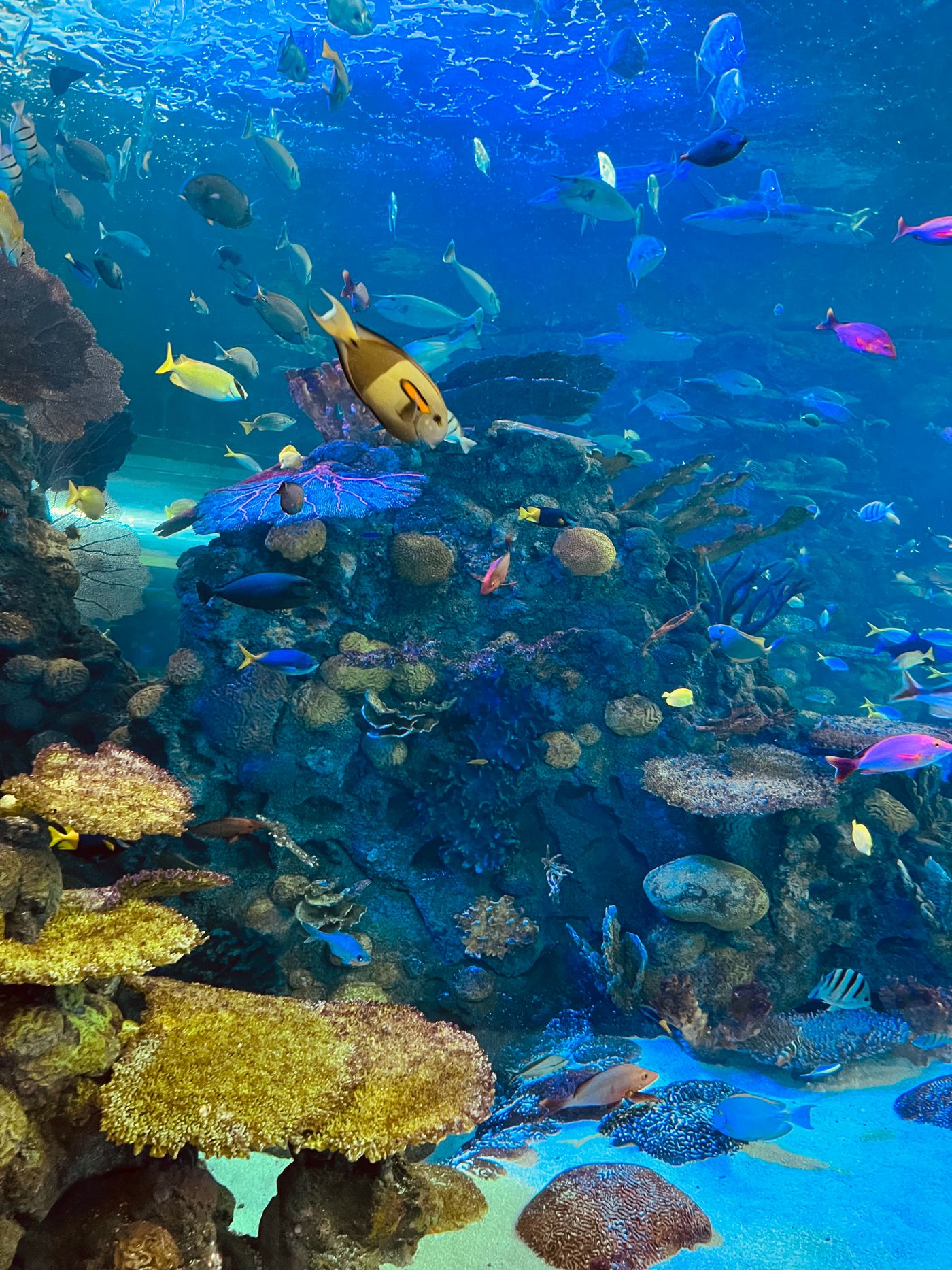 Colourful coral reef with small fish moving through the water