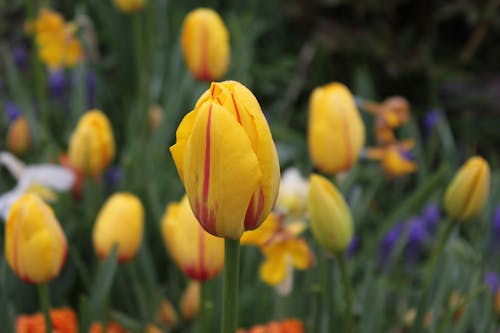 Kostnadsfri bild av blomfotografi, blommor, blomning