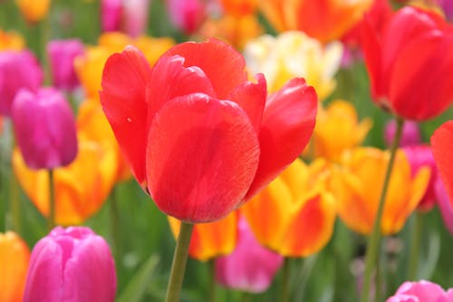 Vibrant and Colorful Tulips in Bloom