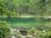 Green River Between Green Trees