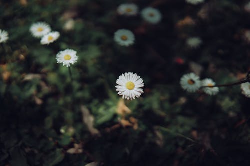 Kostnadsfri bild av blomfotografi, blomning, daisy