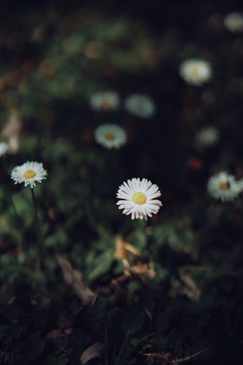 Free White Daisies in Bloom Stock Photo