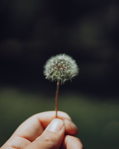 Free Close-up of a hand holding a dandelion seed head against a blurred background. Stock Photo