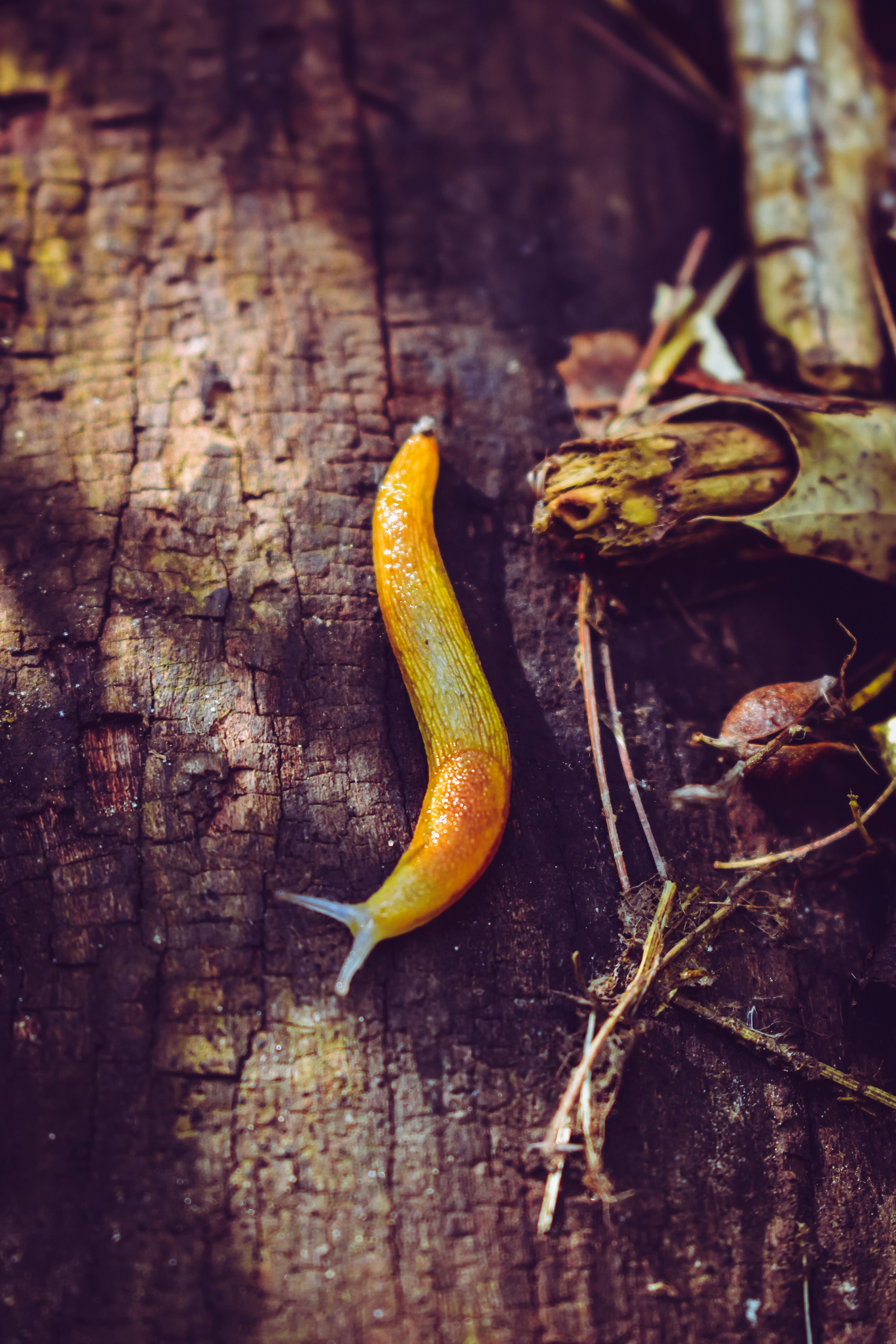 Snails and Slugs Computer Icons Drawing, Snail, animals, desktop Wallpaper,  caracol png | PNGWing