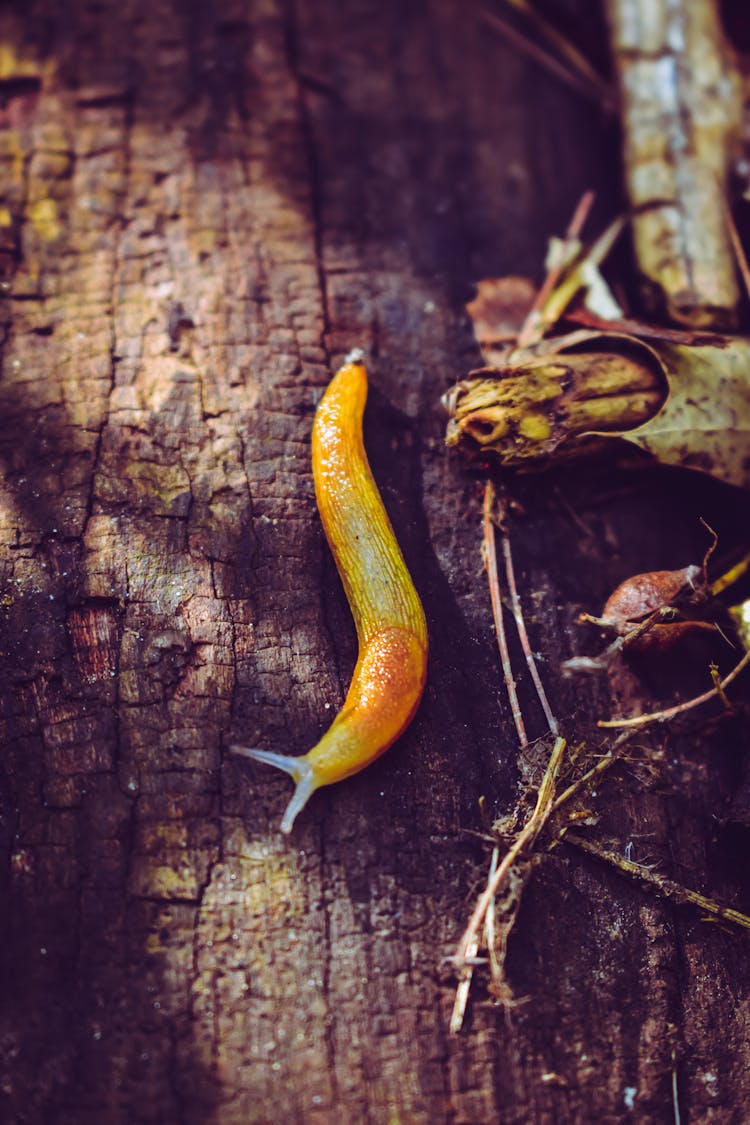 Yellow Slug