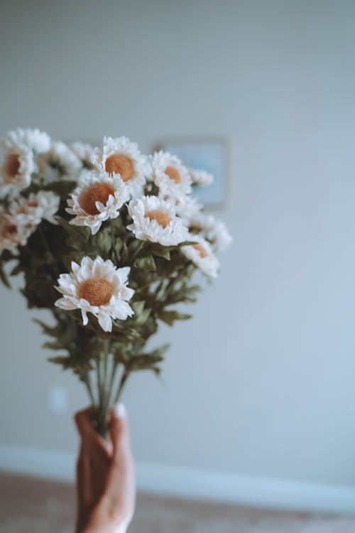 Foto stok gratis bunga kamomil, karangan bunga, memegang